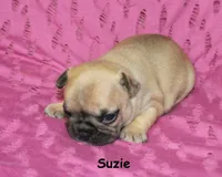Suzie, a male French Bulldog for sale in Maple Hill, KS – 4 of 4