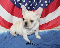 Missy, a female French Bulldog for sale in Maple Hill, KS – 5 of 10