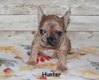 Hunter, a male French Bulldog for sale in Maple Hill, KS – 5 of 5