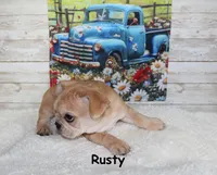 Rusty, a male French Bulldog for sale in Maple Hill, KS – 2 of 10