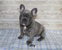 Toby, a male French Bulldog for sale in Maple Hill, KS – Photo 4 of 9