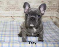 Toby, a male French Bulldog for sale in Maple Hill, KS – Photo 1 of 9