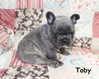 Toby, a male French Bulldog for sale in Maple Hill, KS – Photo 3 of 6