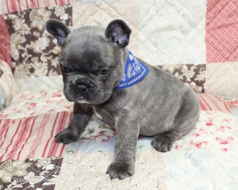 Toby – French Bulldog puppy for sale in Maple Hill, KS