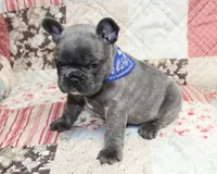 Toby, a male French Bulldog for sale in Maple Hill, KS – Photo 4 of 6