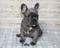 Toby, a male French Bulldog for sale in Maple Hill, KS – Photo 2 of 9