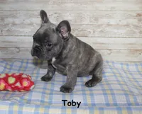 Toby, a male French Bulldog for sale in Maple Hill, KS – Photo 5 of 9