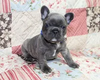 Toby, a male French Bulldog for sale in Maple Hill, KS – Photo 6 of 6