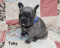 Toby, a male French Bulldog for sale in Maple Hill, KS – Photo 5 of 6