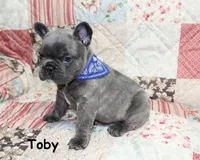 Toby, a male French Bulldog for sale in Maple Hill, KS – Photo 2 of 6