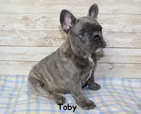 Toby, a male French Bulldog for sale in Maple Hill, KS – Photo 3 of 9