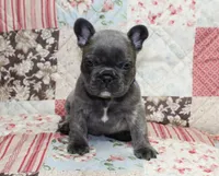 Toby, a male French Bulldog for sale in Maple Hill, KS – Photo 1 of 6