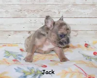 Jack, a male French Bulldog for sale in Maple Hill, KS – 4 of 4