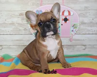 Jade, a female French Bulldog for sale in Maple Hill, KS – 5 of 6