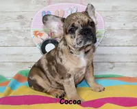 Cocoa, a female French Bulldog for sale in Maple Hill, KS – 1 of 6