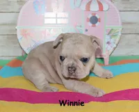 Winnie, a female French Bulldog for sale in Maple Hill, KS – 2 of 6