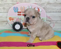 Ollie, a male French Bulldog for sale in Maple Hill, KS – 2 of 6