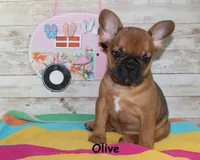 Olive, a female French Bulldog for sale in Maple Hill, KS – 5 of 8