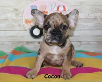 Cocoa, a female French Bulldog for sale in Maple Hill, KS – 4 of 6