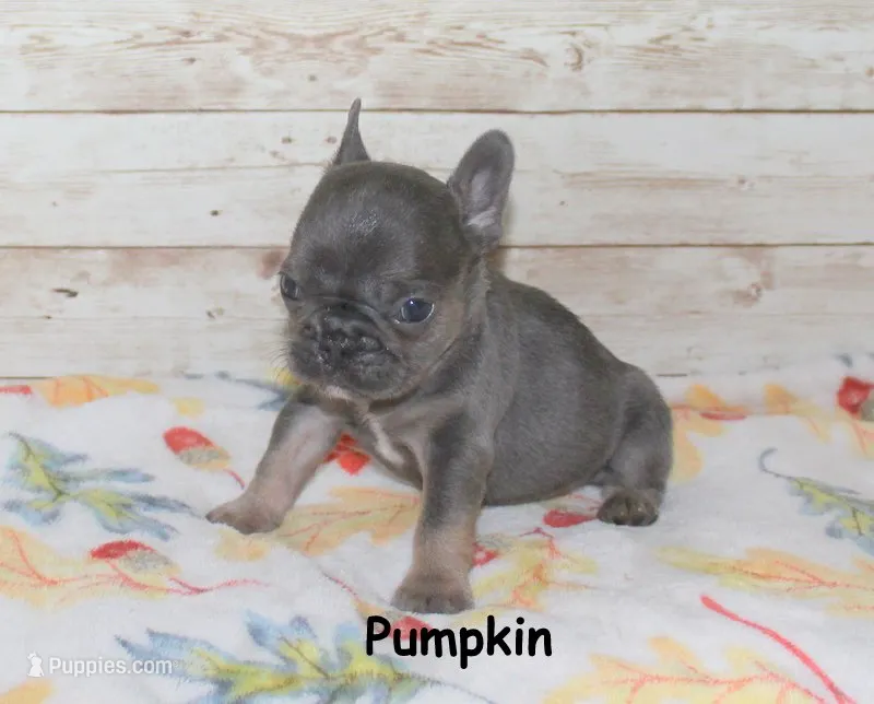 Pumpkin – French Bulldog puppy for sale in Maple Hill, KS