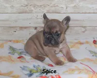 Spice, a female French Bulldog for sale in Maple Hill, KS – 2 of 4