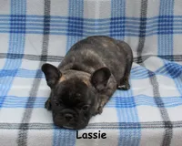Lassie, a female French Bulldog for sale in Maple Hill, KS – 5 of 5