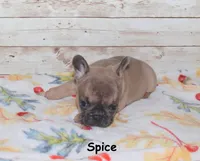 Spice, a female French Bulldog for sale in Maple Hill, KS – 4 of 4
