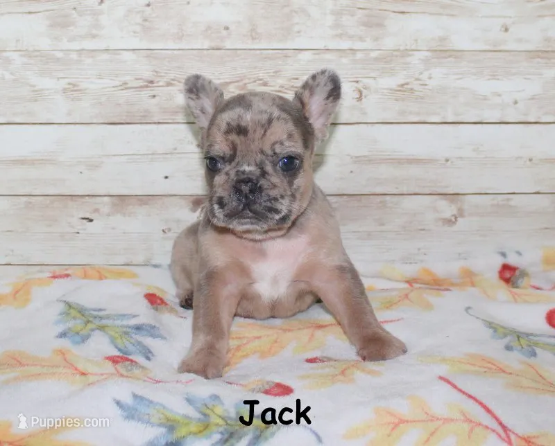 Jack – French Bulldog puppy for sale in Maple Hill, KS