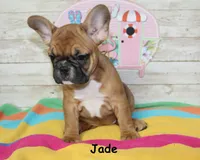 Jade, a female French Bulldog for sale in Maple Hill, KS – 4 of 6