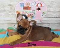 Olive, a female French Bulldog for sale in Maple Hill, KS – 7 of 8