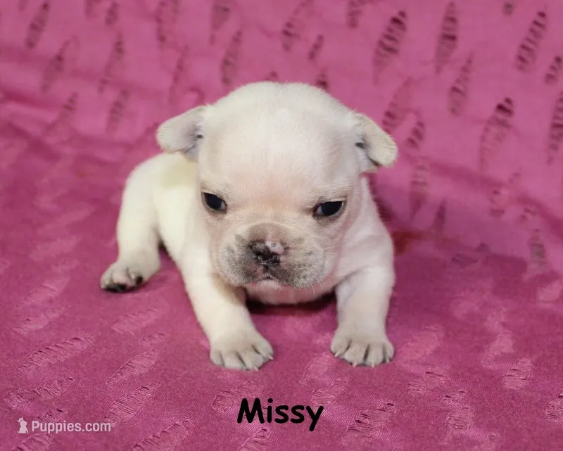 Missy – French Bulldog puppy for sale in Maple Hill, KS