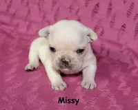 Missy, a male French Bulldog for sale in Maple Hill, KS – 1 of 5