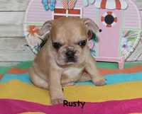 Rusty, a male French Bulldog for sale in Maple Hill, KS – 2 of 6