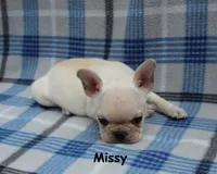 Missy, a female French Bulldog for sale in Maple Hill, KS – 9 of 10