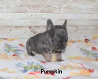Pumpkin, a female French Bulldog for sale in Maple Hill, KS – 4 of 4