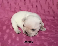 Missy, a male French Bulldog for sale in Maple Hill, KS – 5 of 5