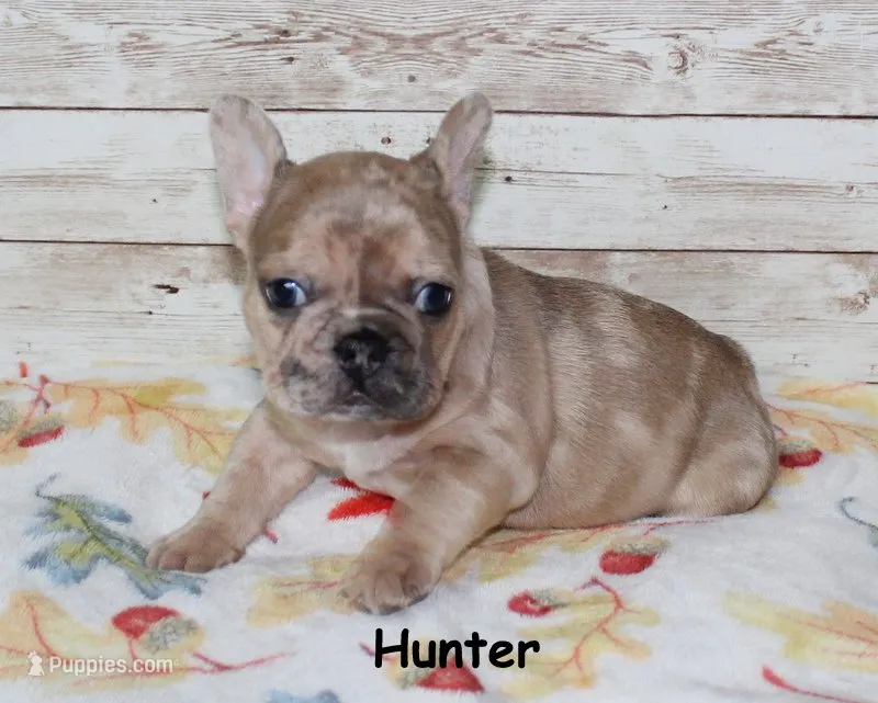 Hunter – French Bulldog puppy for sale in Maple Hill, KS
