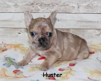 Hunter, a male French Bulldog for sale in Maple Hill, KS – 1 of 5