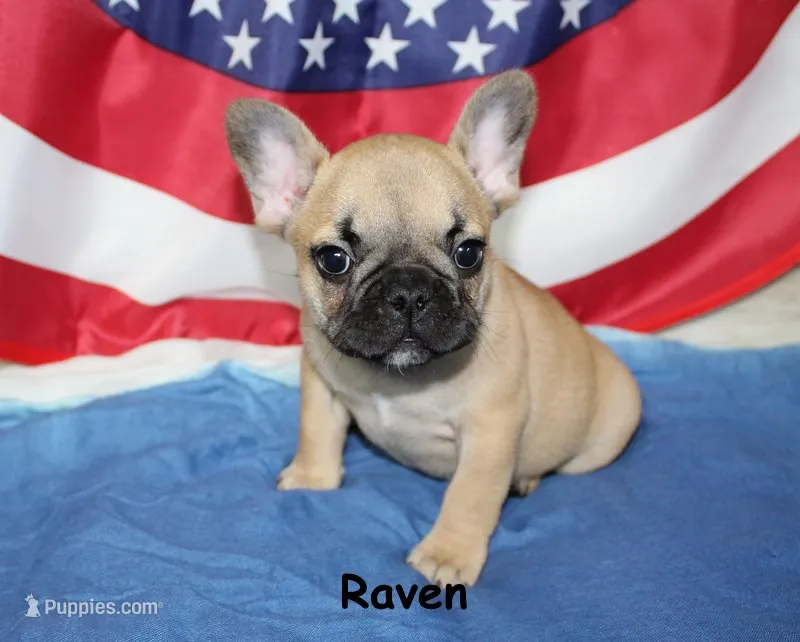 Raven – French Bulldog puppy for sale in Maple Hill, KS
