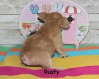 Rusty, a male French Bulldog for sale in Maple Hill, KS – 5 of 6