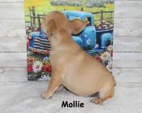 Mollie, a female French Bulldog for sale in Maple Hill, KS – 2 of 8