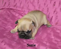Suzie, a male French Bulldog for sale in Maple Hill, KS – 3 of 4