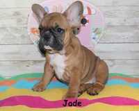Jade, a female French Bulldog for sale in Maple Hill, KS – 2 of 6
