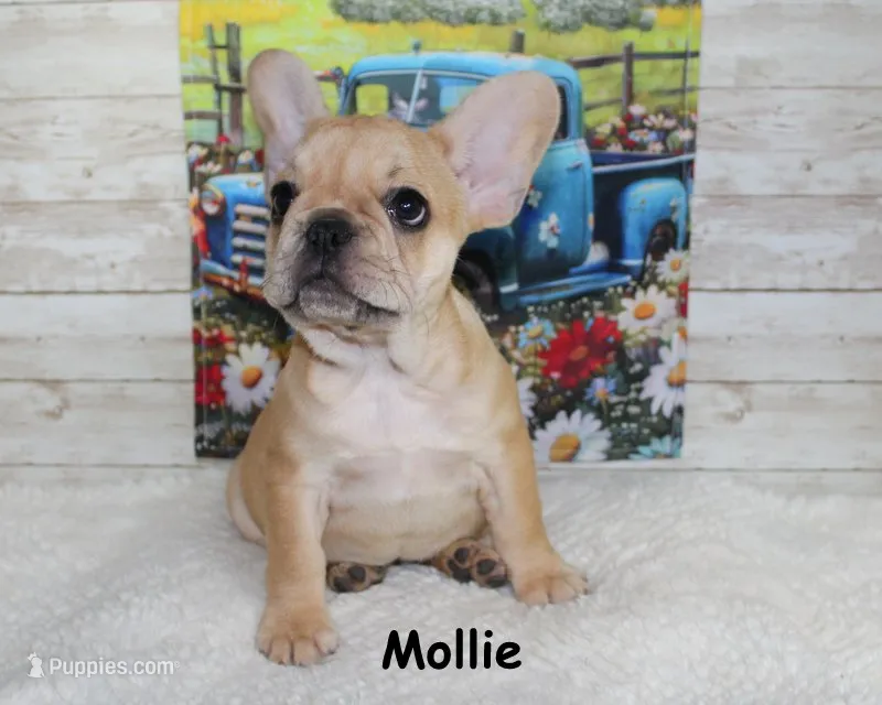 Mollie – French Bulldog puppy for sale in Maple Hill, KS