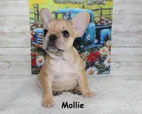 Mollie, a female French Bulldog for sale in Maple Hill, KS – 1 of 8