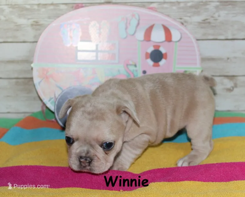 Winnie – French Bulldog puppy for sale in Maple Hill, KS