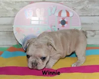 Winnie, a female French Bulldog for sale in Maple Hill, KS – 1 of 6