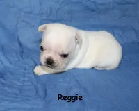 Reggie, a male French Bulldog for sale in Maple Hill, KS – 4 of 5