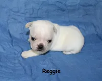 Reggie, a male French Bulldog for sale in Maple Hill, KS – 2 of 5