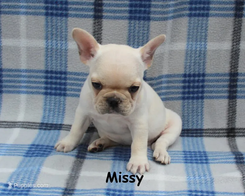 Missy – French Bulldog puppy for sale in Maple Hill, KS